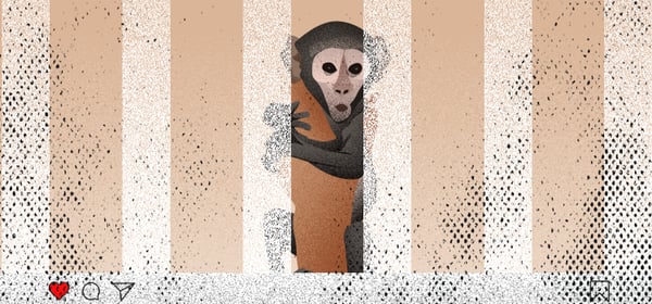 Investigating Underground Wildlife Trade on Instagram